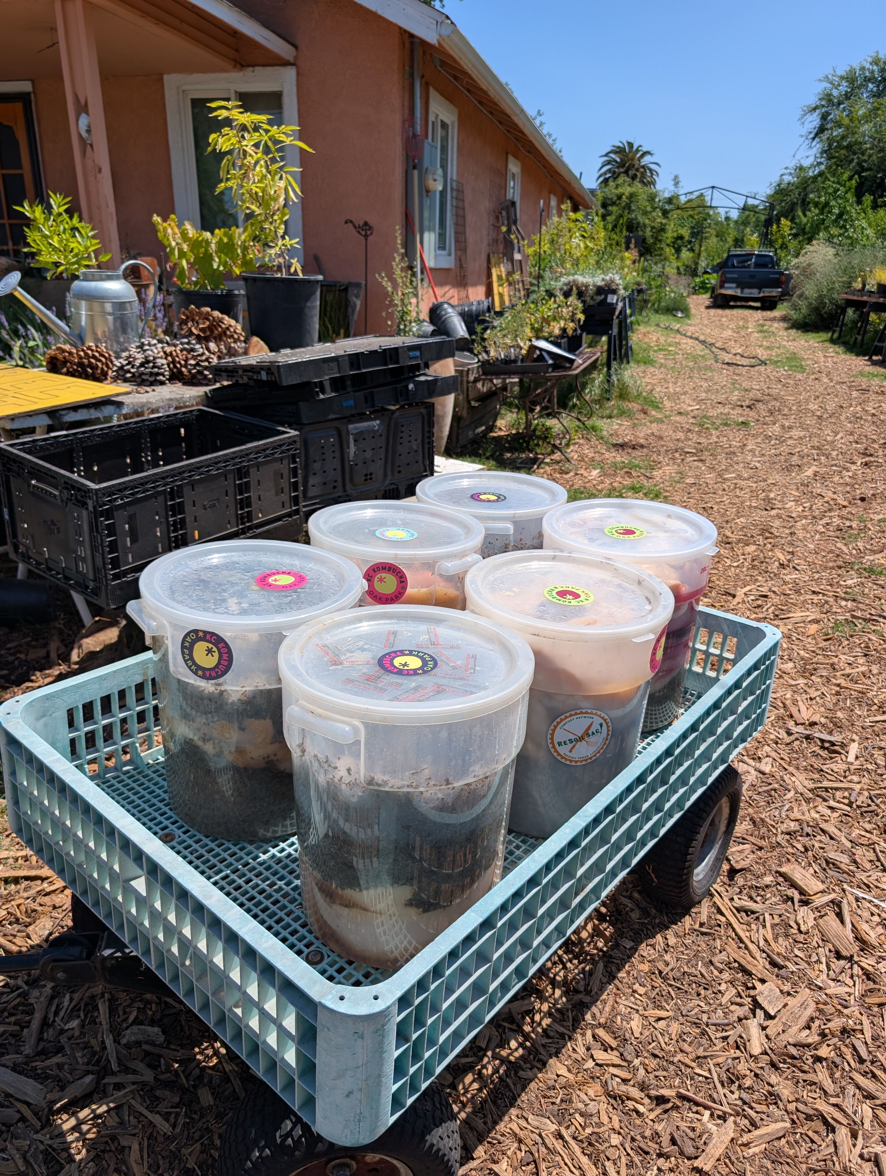 Fruit ready to ferment